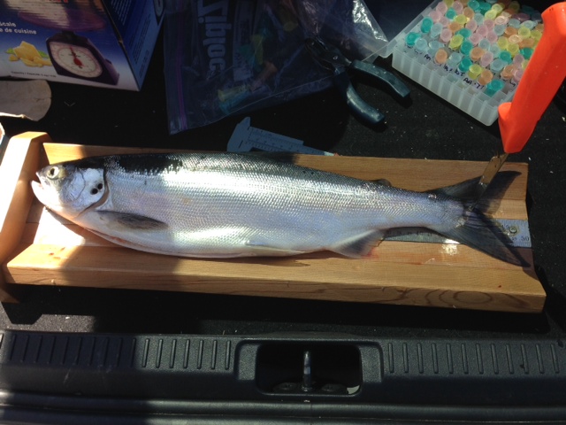 Kalamalka Lake BC Canada Kokanee Salmon #fishing #fishingtiktoks