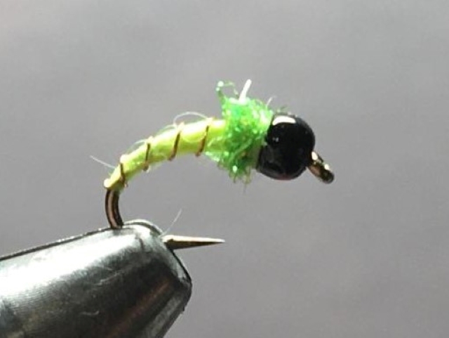 Chartreuse Chironomid
